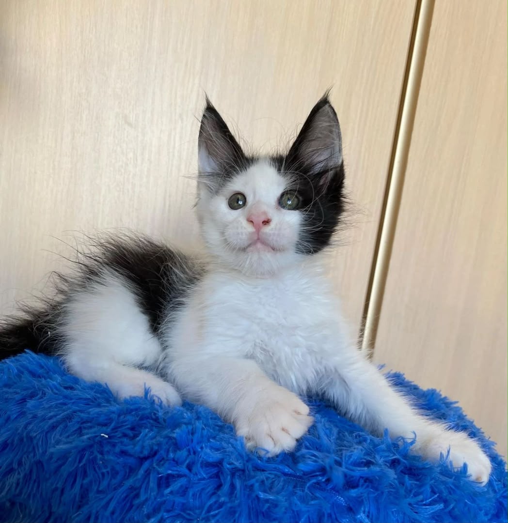Coco