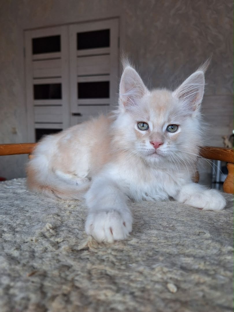 Willow