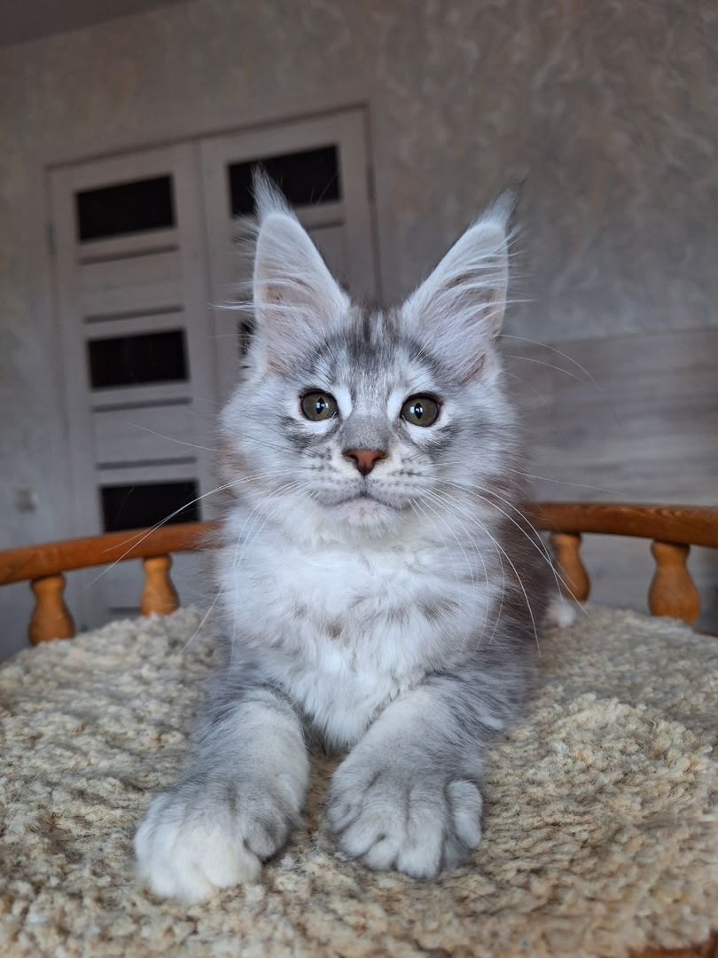 Bella