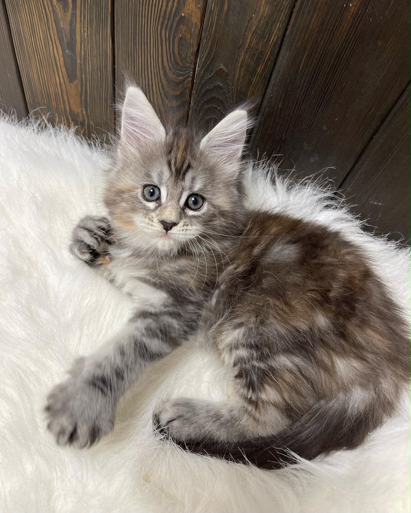 Mochi