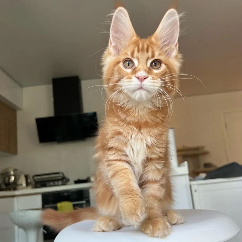 Milo